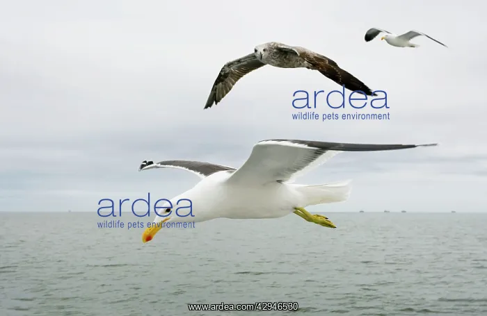 : Cape / Kelp Gull - Two adults and a juvenile in : Cape / Kelp Gull - Two adults and a juvenile in
