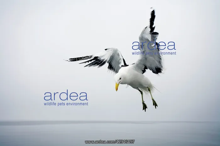 : Cape Kelp Gull - Attempting to hover during misty conditions : Cape Kelp Gull - Attempting to hover during misty conditions