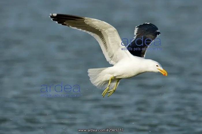  : Cape Kelp Gull - In flight