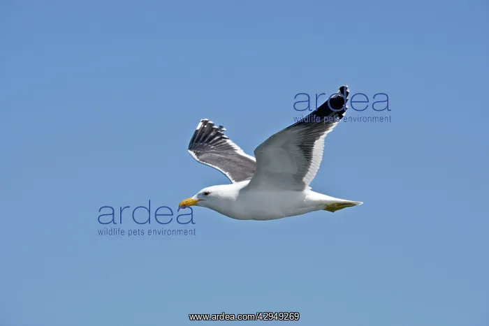 : Cape Kelp Gull - In flight : Cape Kelp Gull - In flight