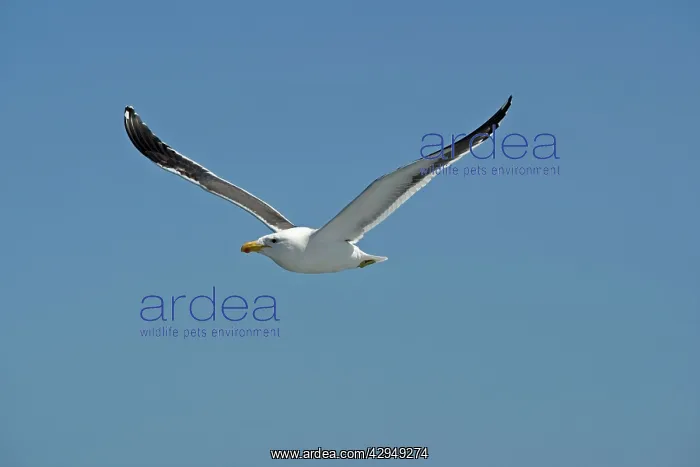 : Cape Kelp Gull - In flight : Cape Kelp Gull - In flight
