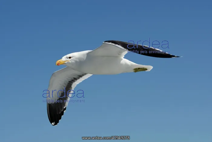 : Cape Kelp Gull - In flight : Cape Kelp Gull - In flight