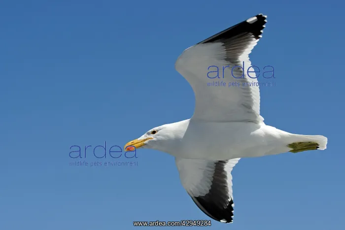 : Cape Kelp Gull - In flight : Cape Kelp Gull - In flight