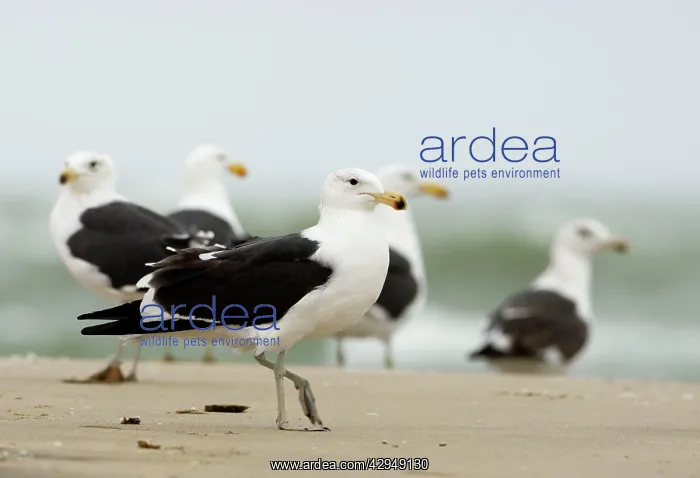 : Cape Kelp Gull - Group standing on a beach covered : Cape Kelp Gull - Group standing on a beach covered
