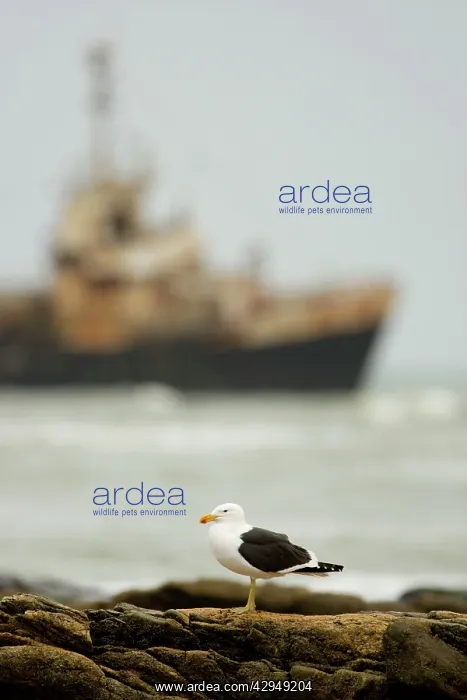 : Cape Kelp Gull - with the Kolmanskop ship wreck : Cape Kelp Gull - with the Kolmanskop ship wreck