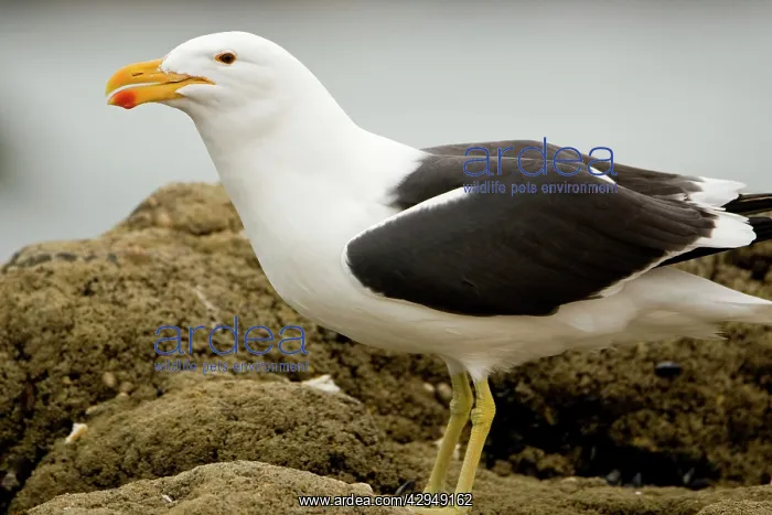 : Cape Kelp Gull - Portrait clearly showing colour : Cape Kelp Gull - Portrait clearly showing colour
