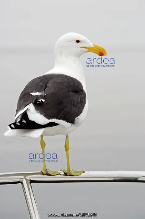 : Cape Kelp Gull - Sitting on the railing of a boat : Cape Kelp Gull - Sitting on the railing of a boat