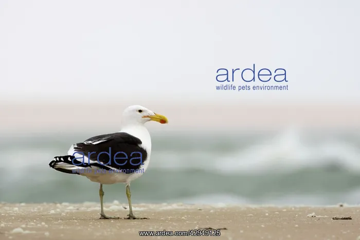 : Cape Kelp Gull - standing on a beach covered with : Cape Kelp Gull - standing on a beach covered with