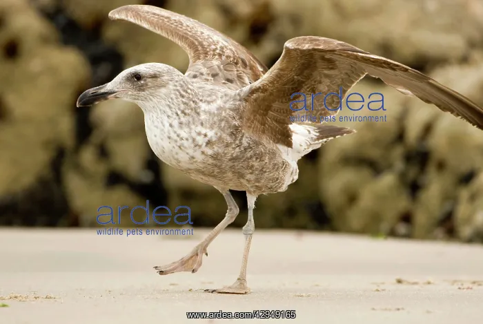 : Cape Kelp Gull - Startled juvenile ready to take flight : Cape Kelp Gull - Startled juvenile ready to take flight