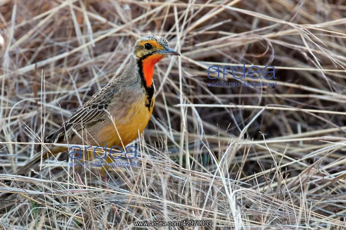 : Cape Longclaw - close up of bird amongst dry grasses : Cape Longclaw - close up of bird amongst dry grasses