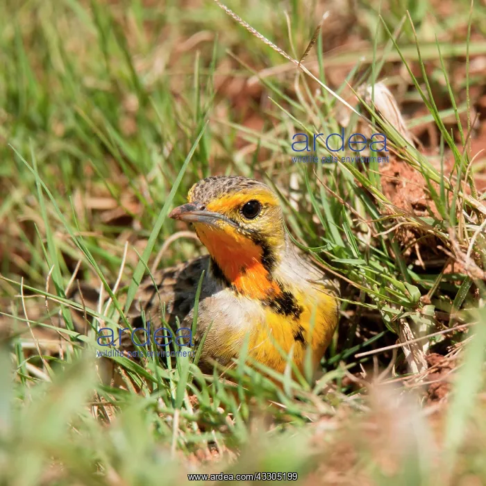 : Cape longclaw (Macronyx capensis) stands in the : Cape longclaw (Macronyx capensis) stands in the