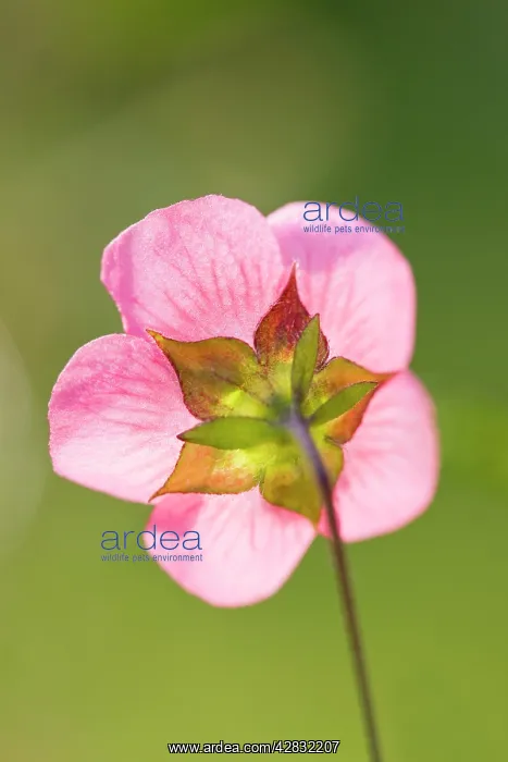 : Cape Mallow Flower : Cape Mallow Flower