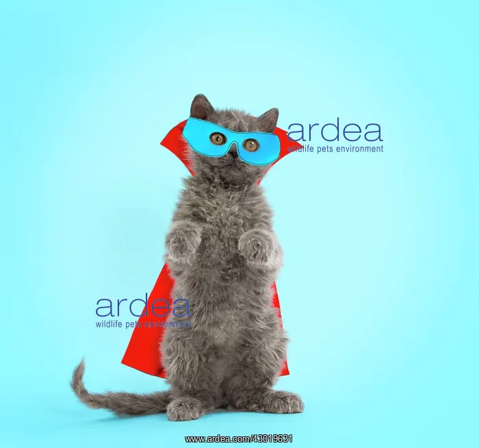  : Cat Selkirk Rex super hero kitten standing on hind legs wearing cape