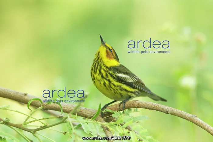 : Cape May Warbler : Cape May Warbler