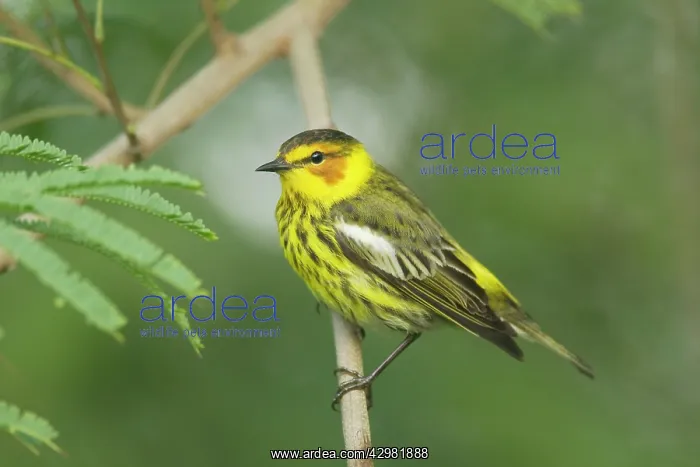 : Cape May Warbler : Cape May Warbler