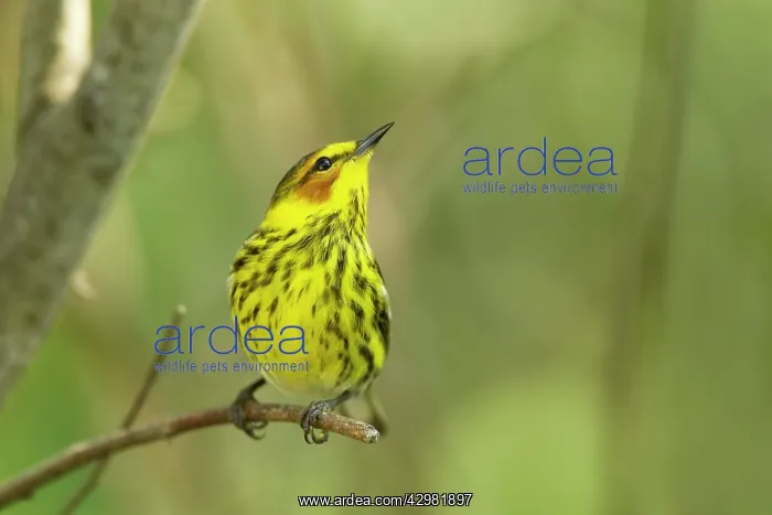 : Cape May Warbler : Cape May Warbler