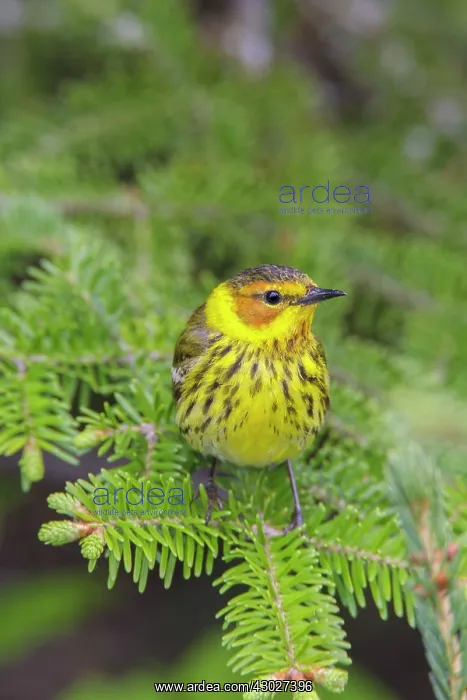 : Cape May Warbler : Cape May Warbler