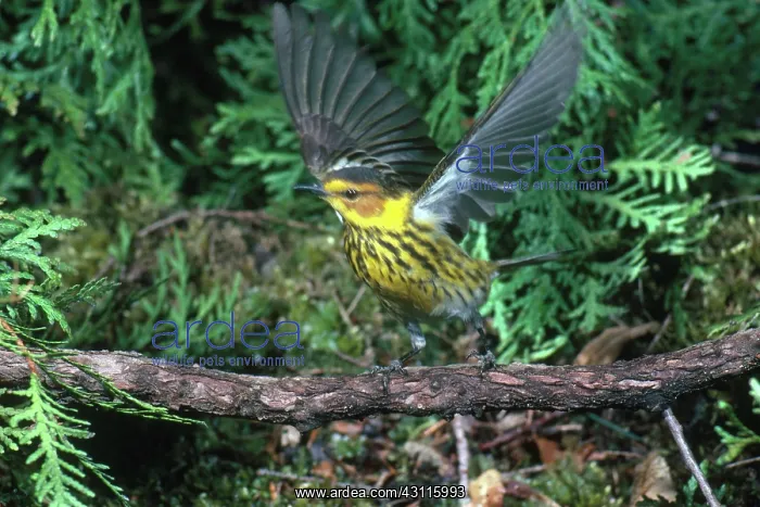 : Cape May Warbler : Cape May Warbler