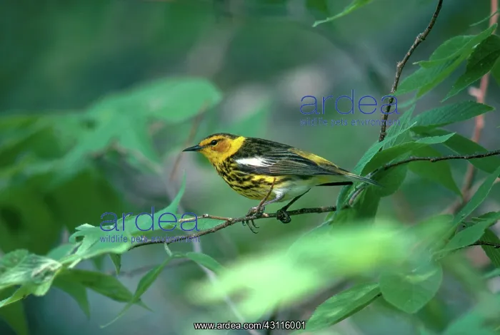 : Cape May Warbler : Cape May Warbler