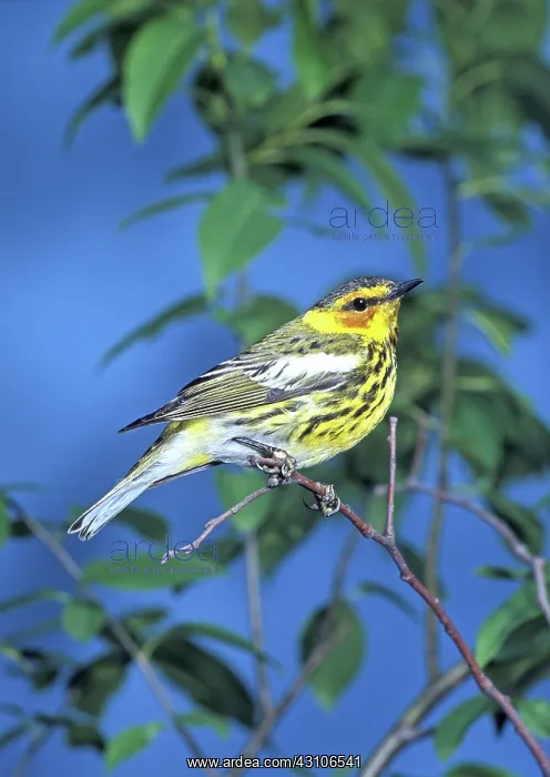 : Cape May Warbler (Dendroica tigrina) : Cape May Warbler (Dendroica tigrina)