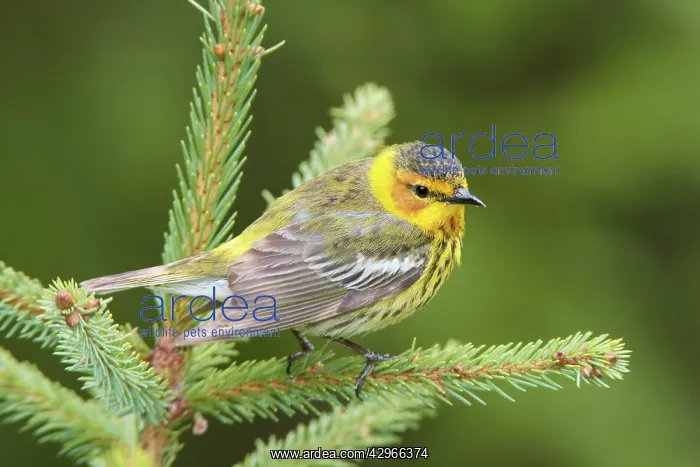 : Cape May Warbler - male : Cape May Warbler - male