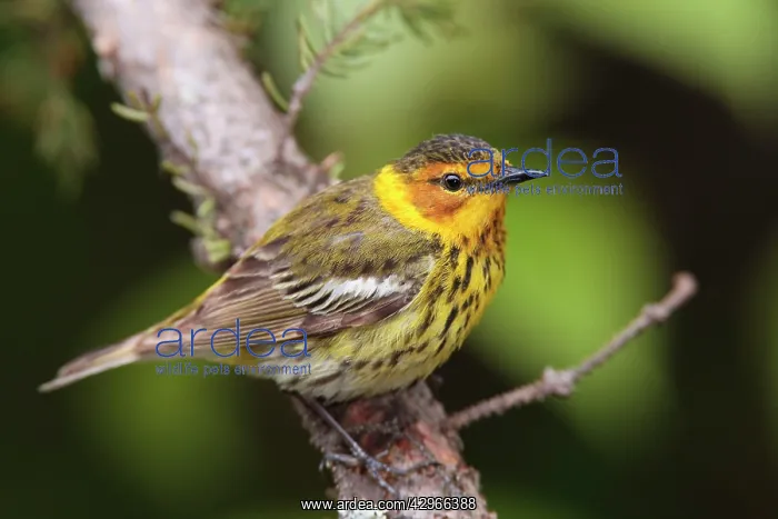 : Cape May Warbler - male : Cape May Warbler - male