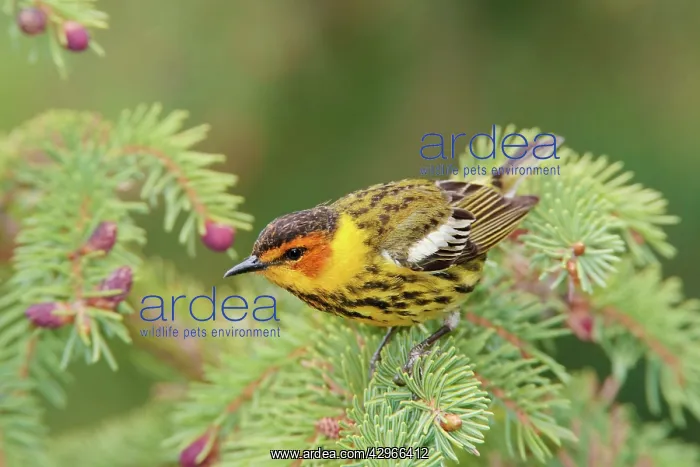 : Cape May Warbler - male : Cape May Warbler - male