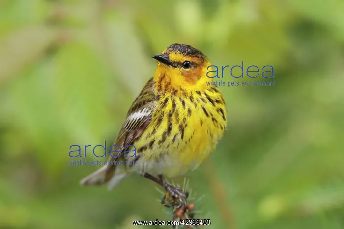 : Cape May Warbler - male : Cape May Warbler - male
