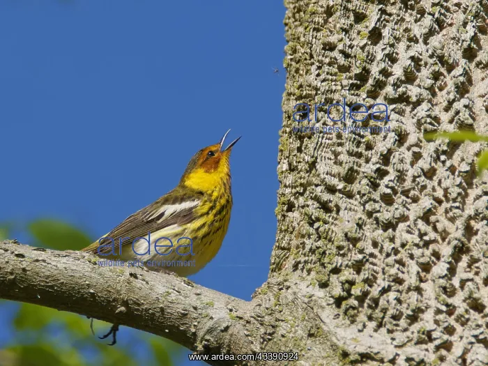 : Cape May Warbler - male catching insects Setophaga : Cape May Warbler - male catching insects Setophaga