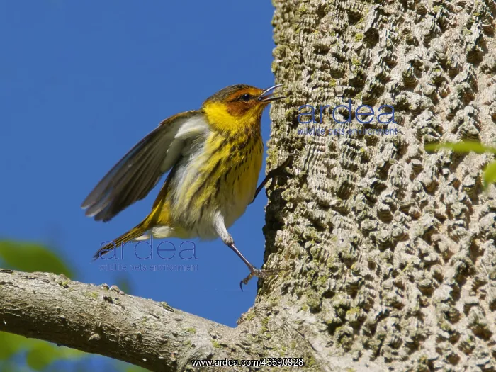 : Cape May Warbler - male catching insects Setophaga : Cape May Warbler - male catching insects Setophaga