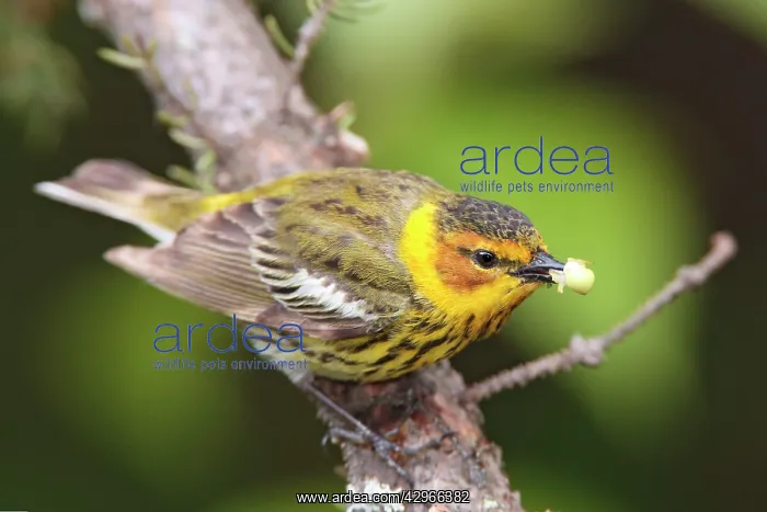 : Cape May Warbler - male with food in beak : Cape May Warbler - male with food in beak
