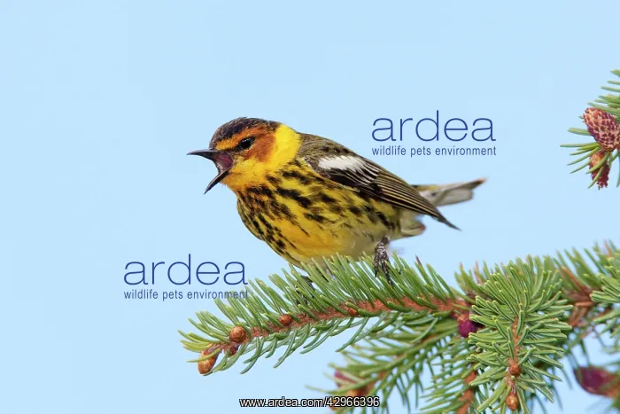 : Cape May Warbler - male singing : Cape May Warbler - male singing