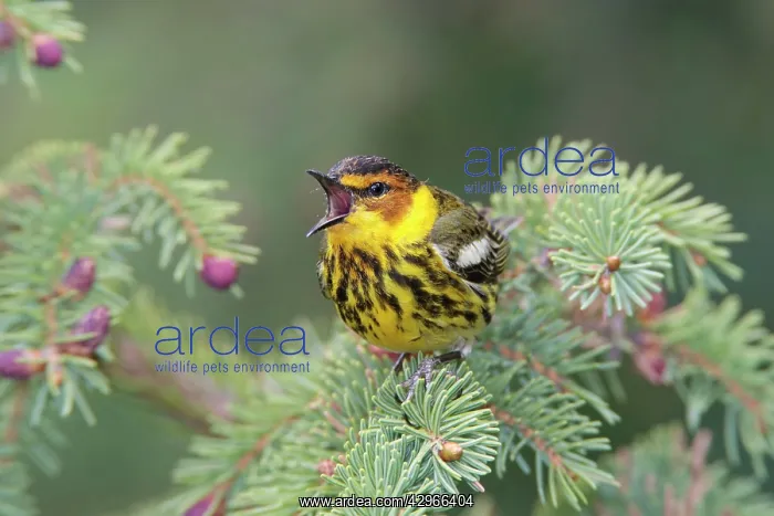 : Cape May Warbler - male singing : Cape May Warbler - male singing