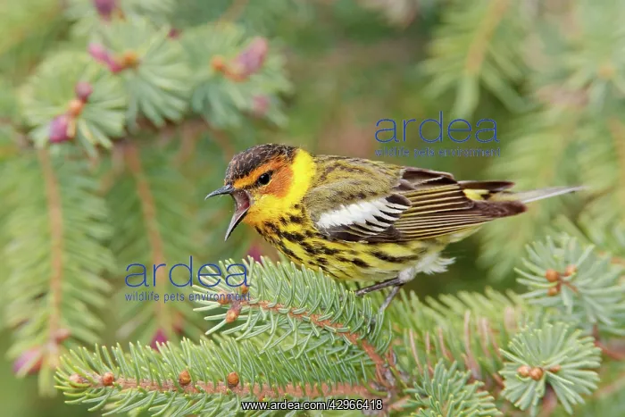 : Cape May Warbler - male singing : Cape May Warbler - male singing