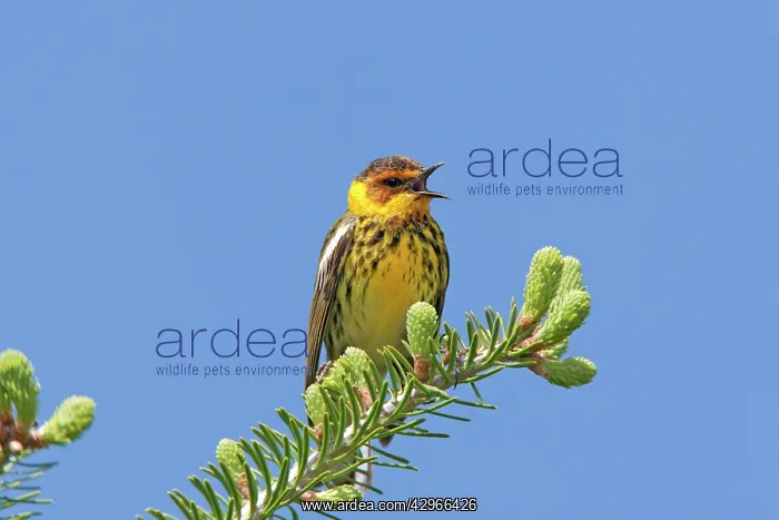 : Cape May Warbler - male singing : Cape May Warbler - male singing