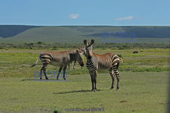 : Cape Mountain Zebra 0608 : Cape Mountain Zebra 0608