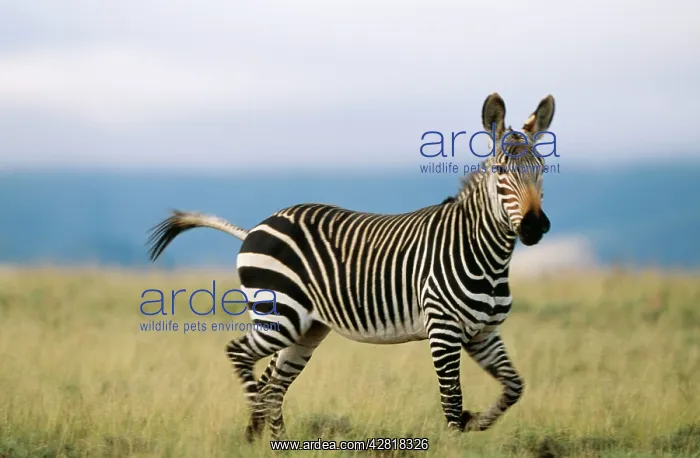  : CAPE MOUNTAIN ZEBRA