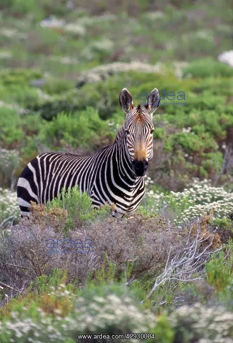 : Cape Mountain Zebra : Cape Mountain Zebra