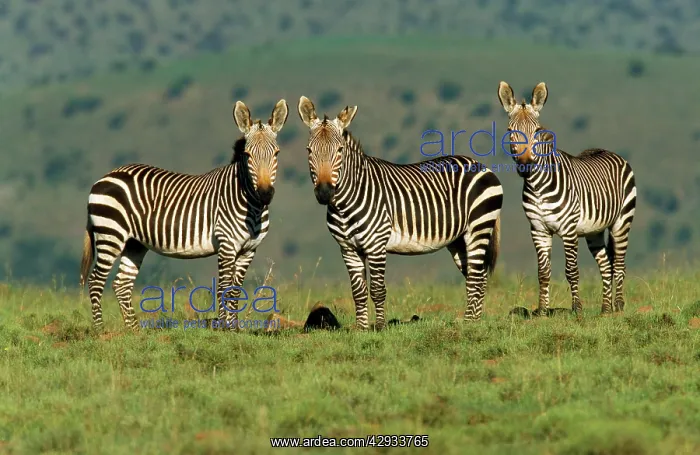 : Cape Mountain Zebra - three : Cape Mountain Zebra - three