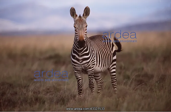  : CAPE MOUNTAIN ZEBRA