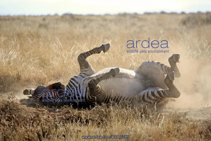 : Cape mountain zebra (Equus zebra zebra), adult : Cape mountain zebra (Equus zebra zebra), adult