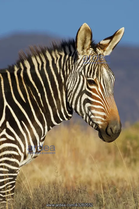  : Cape mountain zebra (Equus zebra zebra), adult