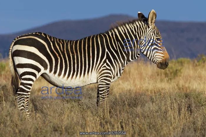 : Cape mountain zebra (Equus zebra zebra), adult : Cape mountain zebra (Equus zebra zebra), adult