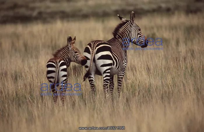 : CAPE MOUNTAIN ZEBRA - and foal : CAPE MOUNTAIN ZEBRA - and foal