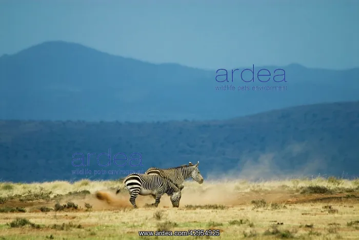 : Cape Mountain Zebra - loosening soil for dust bath : Cape Mountain Zebra - loosening soil for dust bath