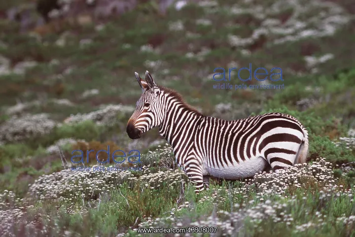 : CAPE MOUNTAIN ZEBRA - lush scenery : CAPE MOUNTAIN ZEBRA - lush scenery
