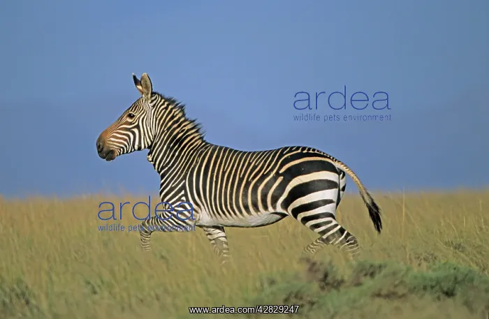 : Cape Mountain Zebra - Running : Cape Mountain Zebra - Running