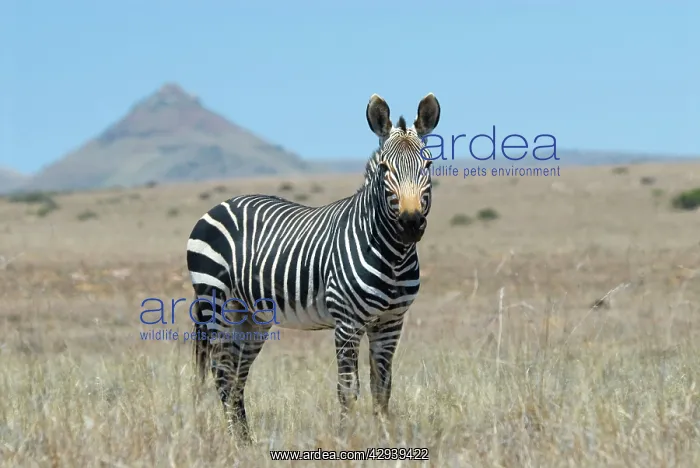 : Cape Mountain Zebra - stallion : Cape Mountain Zebra - stallion