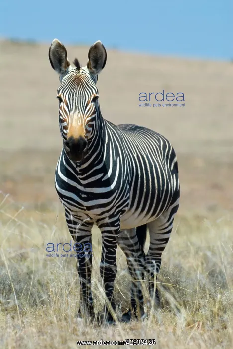  : Cape Mountain Zebra - stallion
