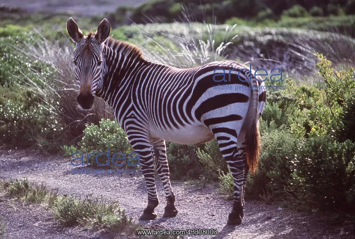 : CAPE MOUNTAIN ZEBRA - standing : CAPE MOUNTAIN ZEBRA - standing